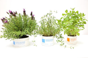 Herb plants planted in LATHER product jars
