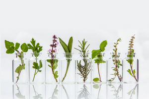 Various clippings of plants in test tubes