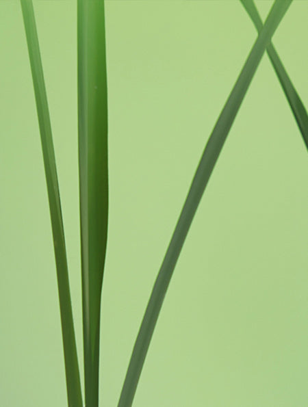 Lemongrass Essential Oil